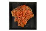 Bright Orange Crocoite Crystal Cluster - Tasmania #148523-2